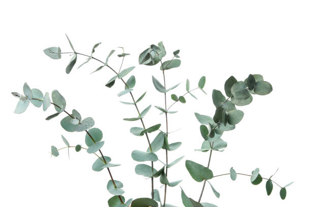 istock Beautiful eucalyptus twigs isolated on white background 1306977840
