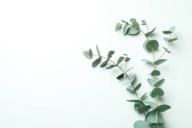istock Beautiful eucalyptus plant twigs on white background 1306977889