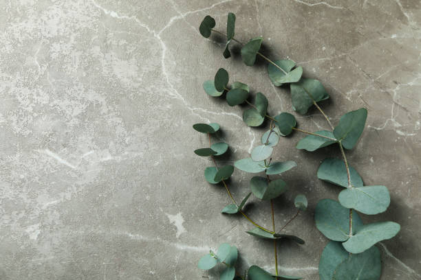istock Beautiful eucalyptus plant branches on gray textured background 1306978021