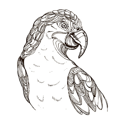 hand drawn ink doodle parrot on white background. Coloring page - zendala, design for adults, poster, print, t-shirt, invitation, banners, flyers.