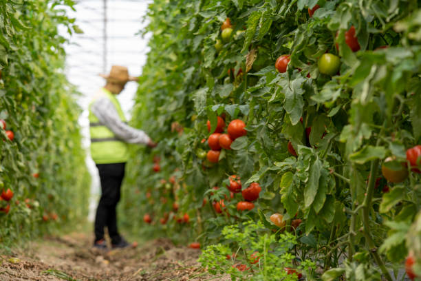 istock A young farmer works in tomato greenhouse. 1306980727