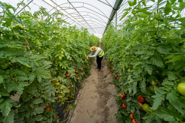 istock A young farmer works in tomato greenhouse. 1306981085
