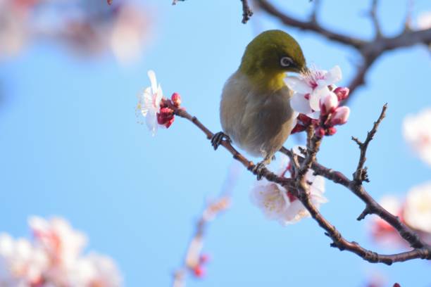 istock White Eye Bird on White Plum blossom tree 1306984771