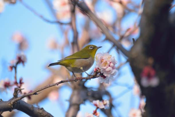 istock White Eye Bird on White Plum blossom tree 1306984944