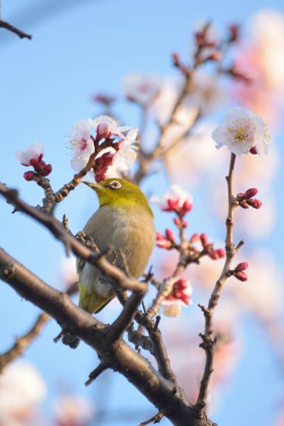 istock White Eye Bird on White Plum blossom tree 1306985439