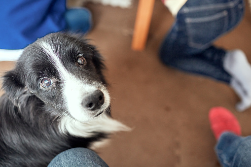 Border collie dogs are getting older.