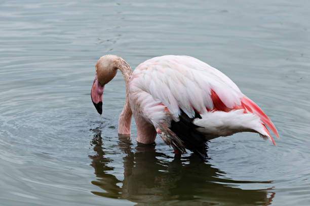 istock lonely flamingo looking for food 1306992810
