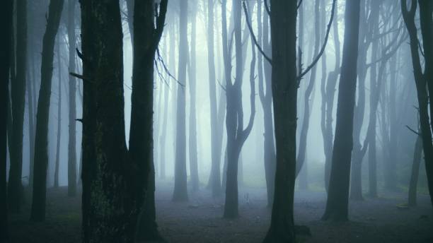 istock Dark Morning haze forest 1306992901