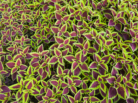 Beautiful hosta or hostas, plantain lilies in ornamental flowerbed