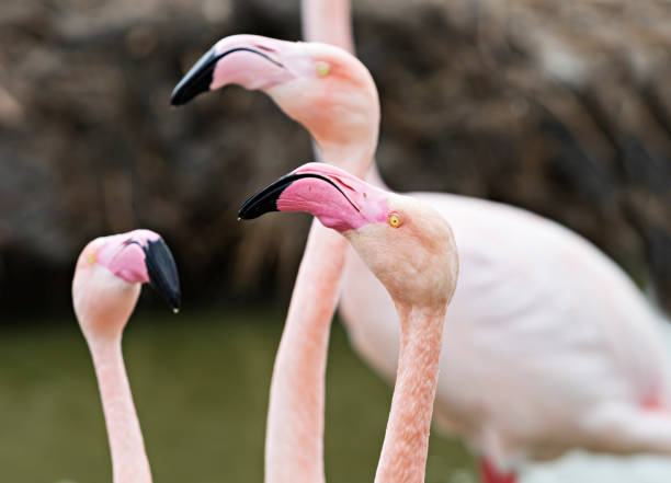istock head of flamingo on blurred background 1306994069