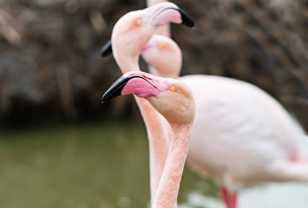 head of flamingo on blurred background