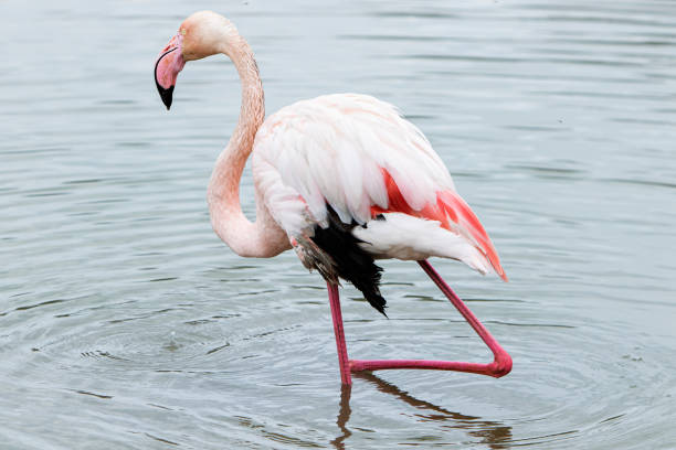 istock lonely flamingo looking for food 1306994507