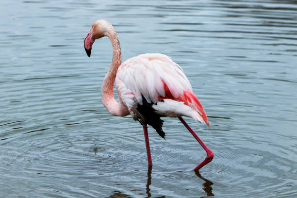 istock lonely flamingo looking for food 1306994535