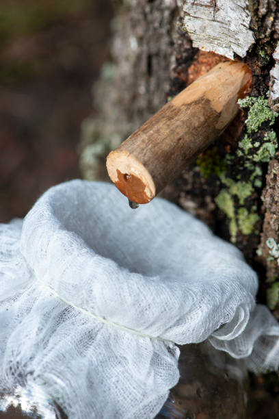 istock Droplet of birch sap dripping from a tap into a jar. 1306995190
