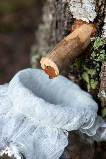 Droplet of birch sap dripping from a tap into a jar. Wooden tap with drop in tree trunk. Early spring tradition.