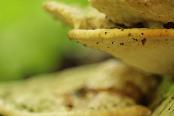Fungus clinging to the side of a tree in the wood in winter