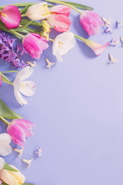 istock multicolored spring flowers on  purple background 1306995458