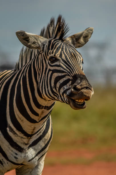 istock Cape Burchell's zebra in game reserve in South Africa 1306996608
