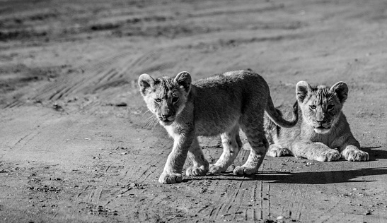 Cute and adorable brown lion cubs running and playing in a nature reserve in Johannesburg South Africa