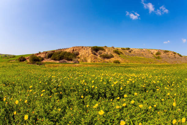 Field of yellow daisies. blurred summer background.