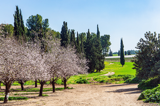 The edge of large blooming almond tree garden. Decorative scenic cypress trees grow around the garden. Warm sunny february day. Israel. Wide dirt road crosses a flowering meadow
