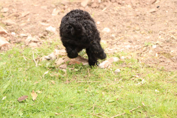 istock Animals of Ewyas Harold 1306997874