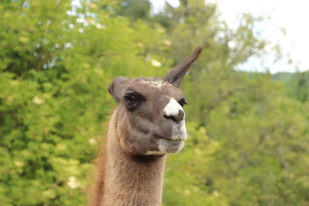 istock Animals of Ewyas Harold 1306997889