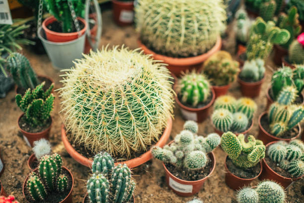 Cactuses
