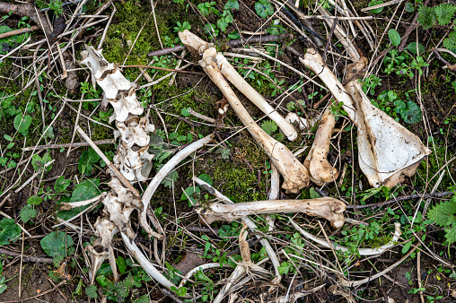 Decay in the forest from a muntjac deer skeleton and lower jaw
