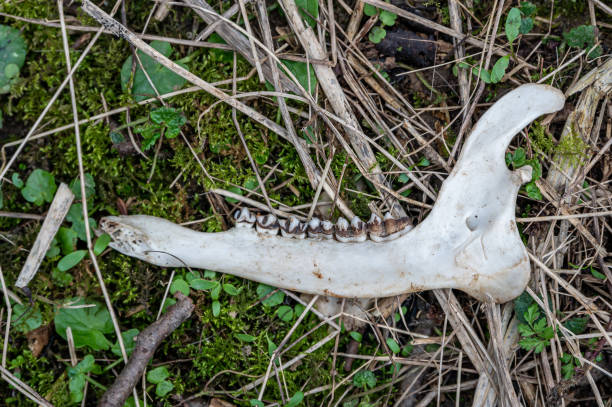 istock Muntjac deer spinal skeleton and lower jaw 1306999485