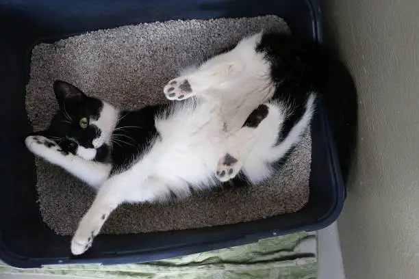 funny black and white cat is lying in the litter box