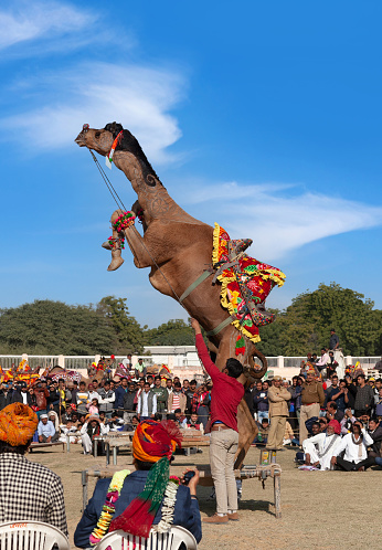 Bikaner, India - January 12, 2020: Dromedary camel dancing on annual Camel festival in Rajasthan state of India