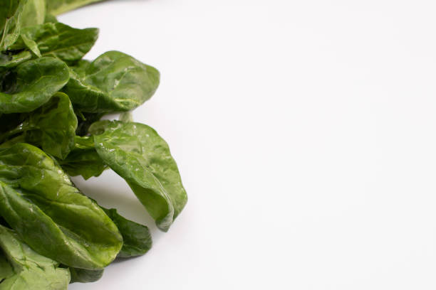Spinach close-up on a white background. Copy space for text