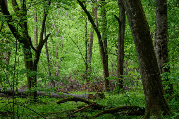 istock Old natural deciduous stand with old hornbeam trees 1307001595
