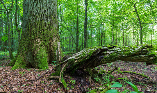 Fresh deciduous stand in summer with dead broken hornbeam tree in foreground and old oak tree in background, Bialowieza Forest, Poland, Europe