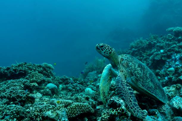 istock Turtles in the lagoon 1307002413
