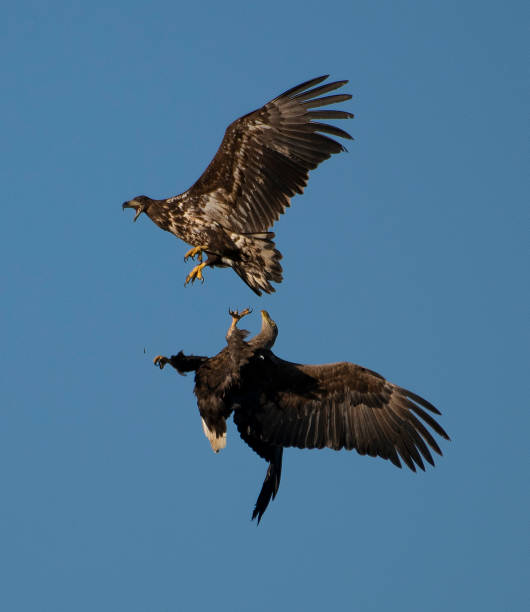 istock Battle of white-tailed eagles 5 (Haliaeetus albicilla) 1307003748