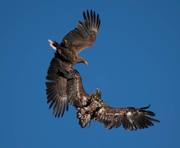 istock Battle of white-tailed eagles 2 (Haliaeetus albicilla) 1307003751