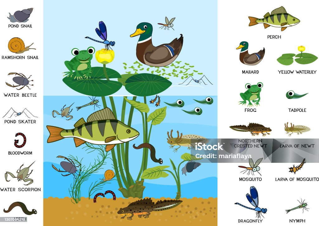 Ecosystem Of Pond Diverse Inhabitants Of Pond In Their Natural Habitat  Cartoon Animals Living In Pond Stock Illustration - Download Image Now -  iStock