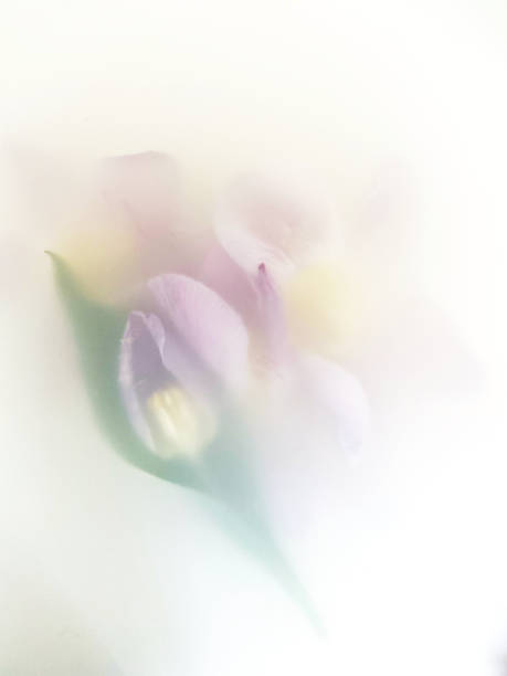 istock Group of tulip with leaf in soft texture filter effects 1307004763