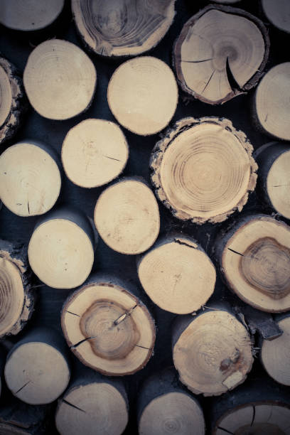 istock Wood logs cut in section, background concept 1307005270