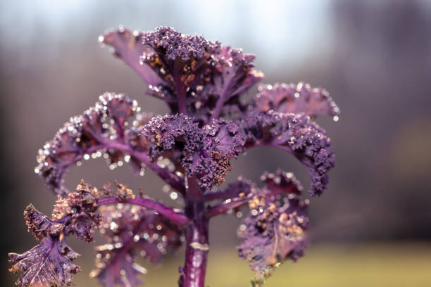 Background of purple decorative cabbage. Nature pattern. Organic texture.