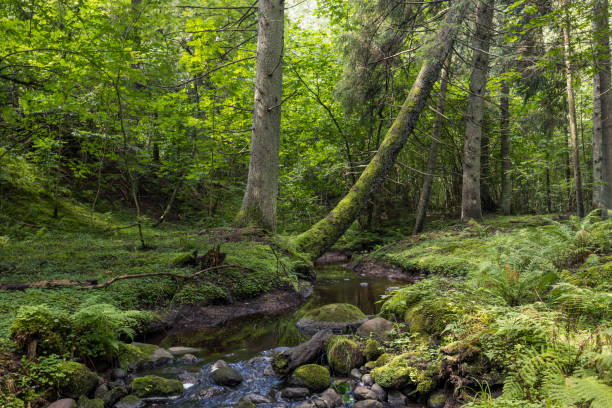istock Mountain river flowing through the green forest. Stream in wood. 1307005379
