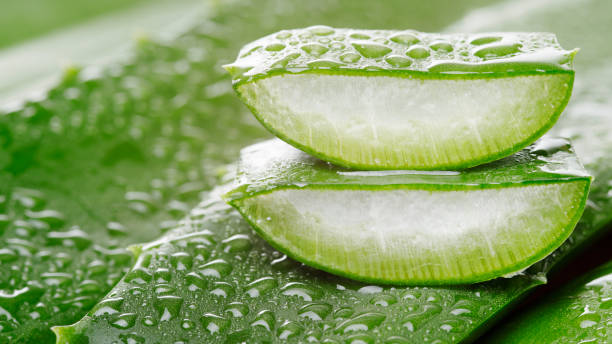 geschnittene grüne aloe vera pflanze mit wassertröpfchen - aloe stock-fotos und bilder