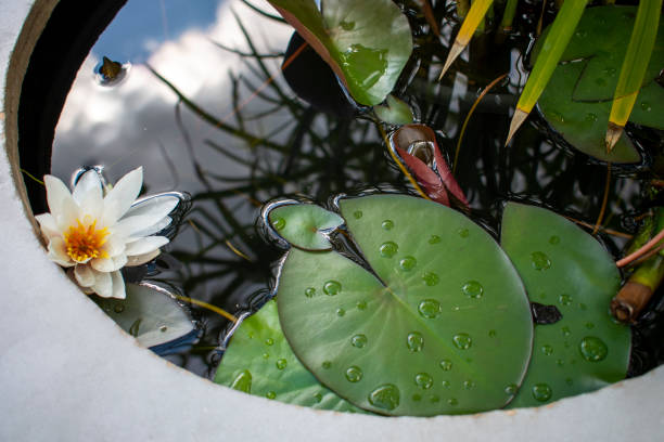 Wet water lily leaves and white flowers in warm day in the summer or spring. Raindrops on the fresh green lily leaves floating on the water in the koi pond or garden pool.