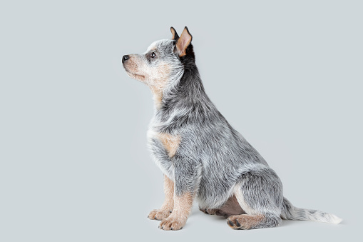 Cute blue heeler puppy sitting isolated on grey background. Australian cattle dog pet portrait