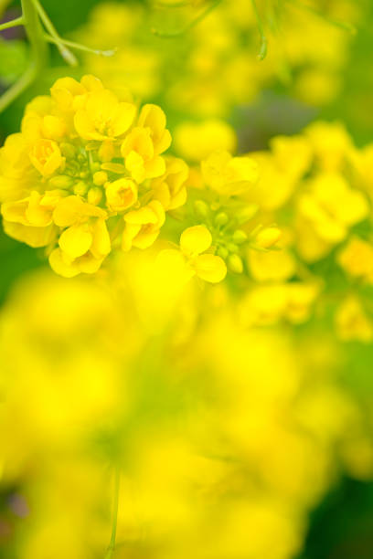 istock Rape blossom, flowers of canolas 1307008620
