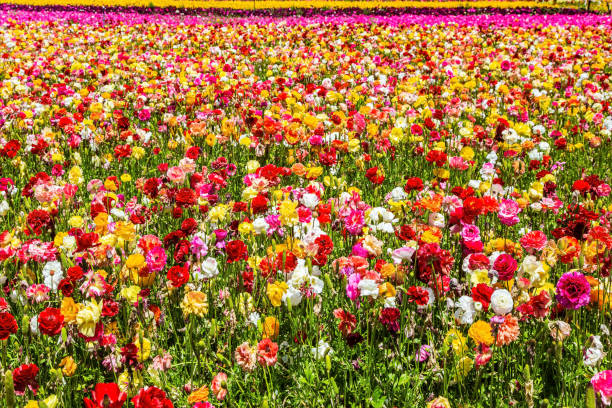 istock The multicolored buttercups in a field 1307008774