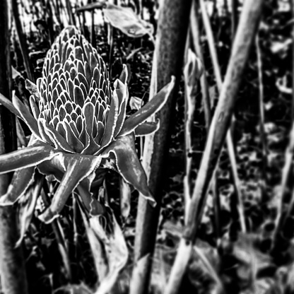 Magnolia in an English garden in Springtime