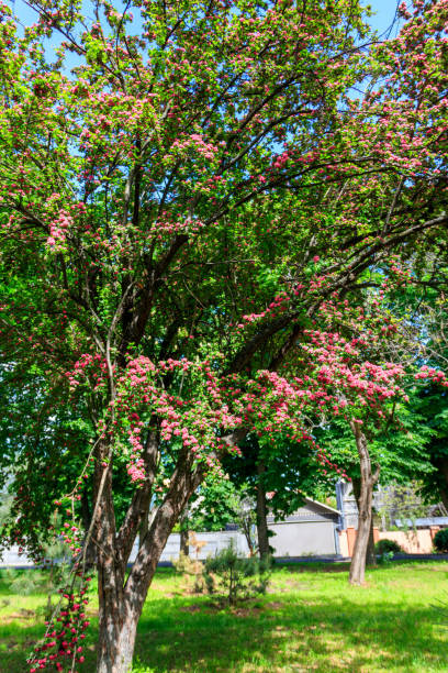 Magic light in cherry tree park, gossamer processed. Wind shaking petals from flowers